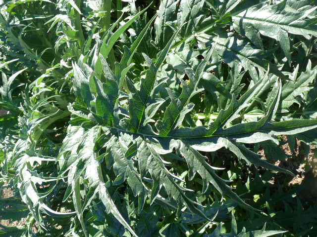 [Foto de planta, jardin, jardineria]