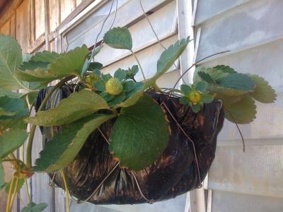 [Foto de planta, jardin, jardineria]