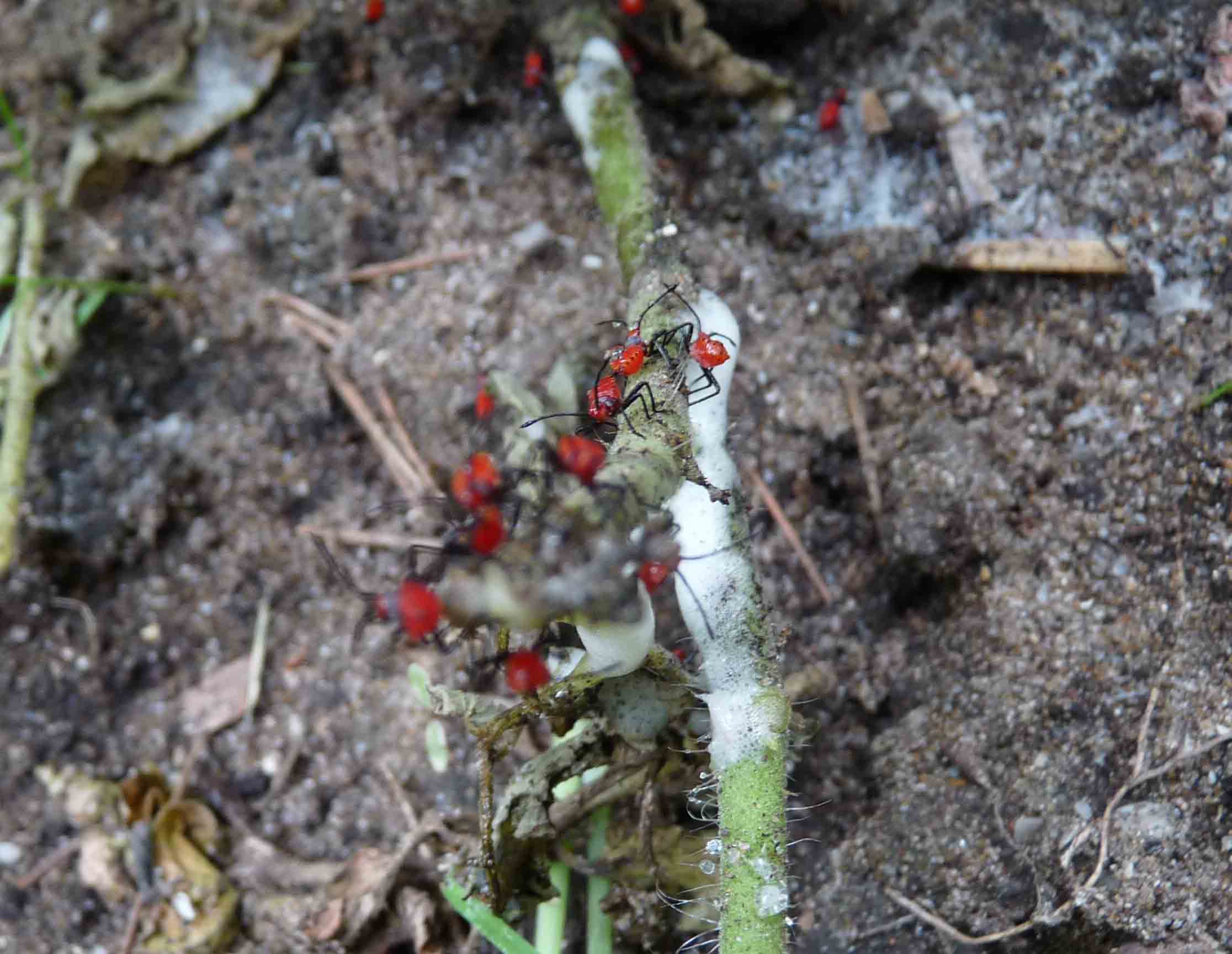 [Foto de planta, jardin, jardineria]