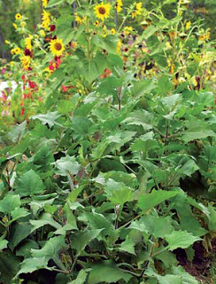 [Foto de planta, jardin, jardineria]