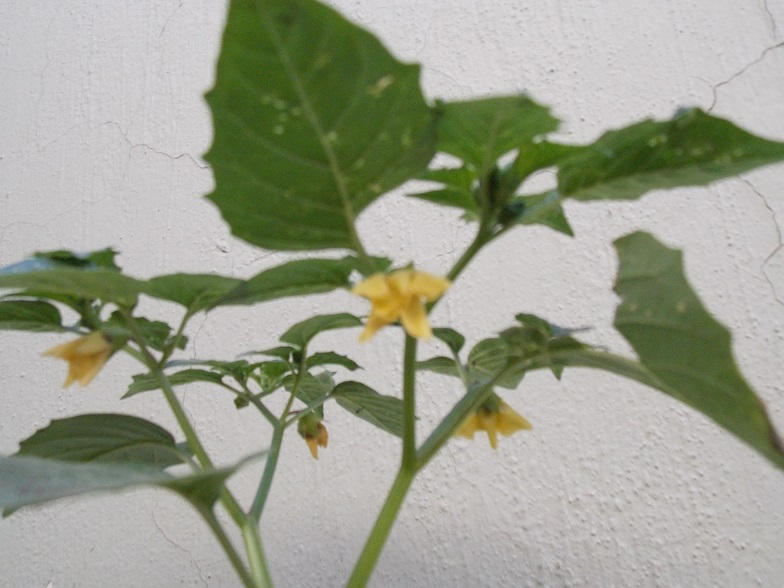 [Foto de planta, jardin, jardineria]