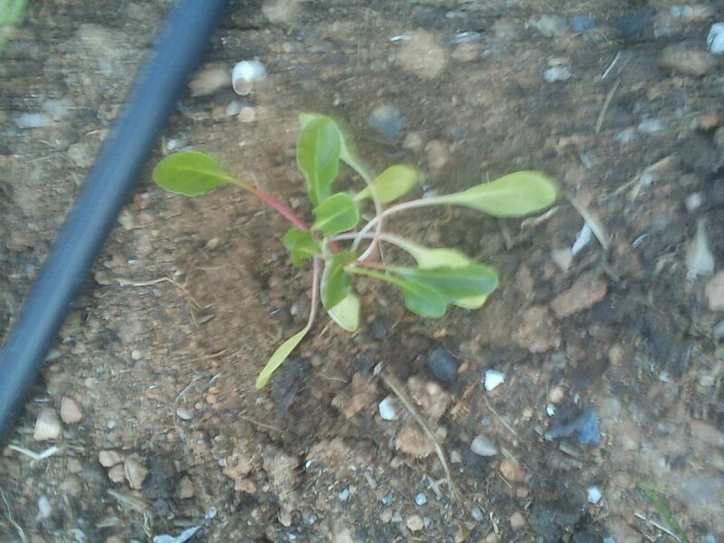 [Foto de planta, jardin, jardineria]