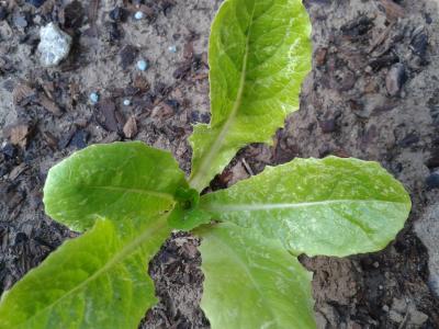 [Foto de planta, jardin, jardineria]