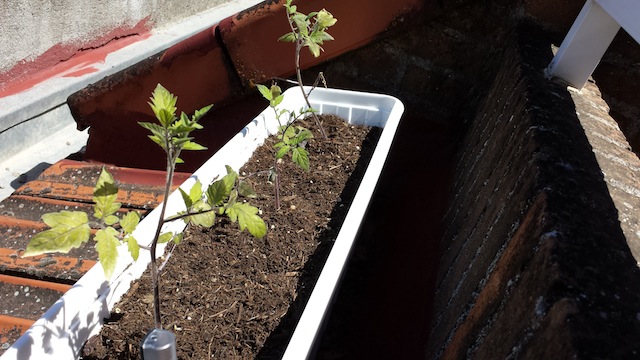 [Foto de planta, jardin, jardineria]