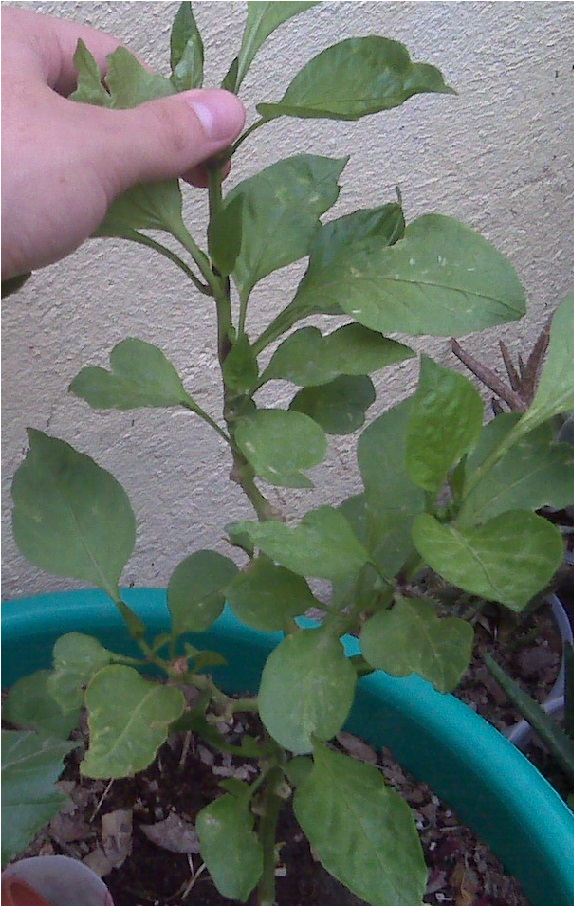 [Foto de planta, jardin, jardineria]