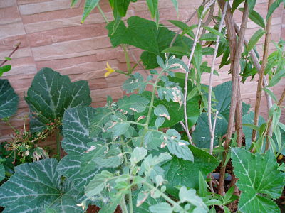 [Foto de planta, jardin, jardineria]