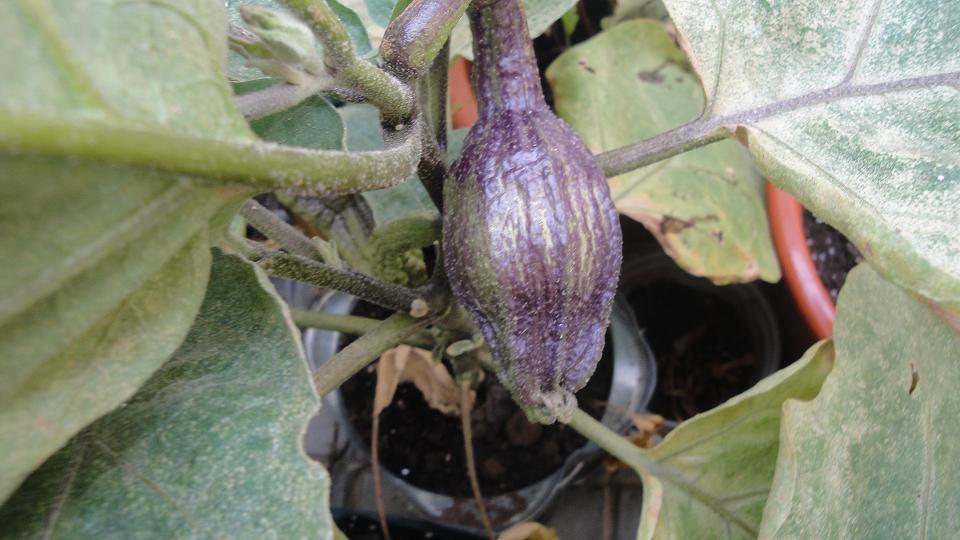 [Foto de planta, jardin, jardineria]