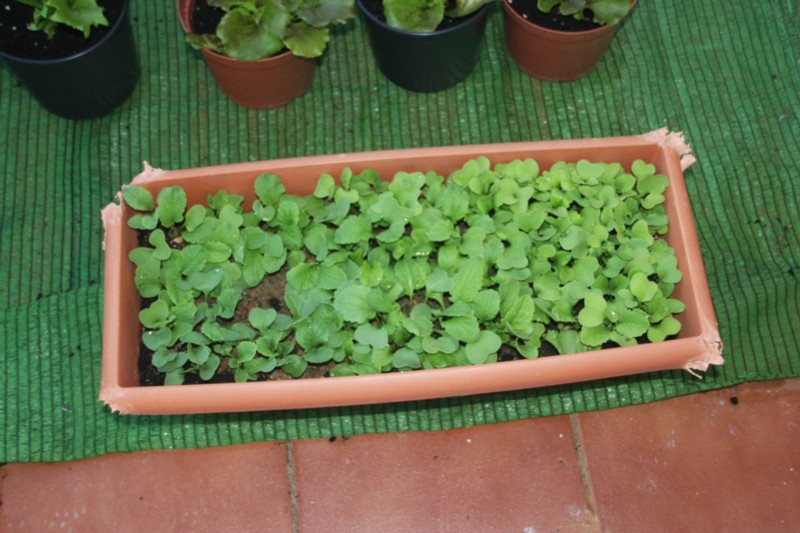 [Foto de planta, jardin, jardineria]
