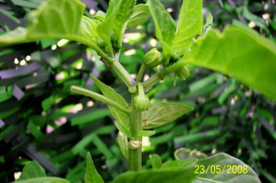 [Foto de planta, jardin, jardineria]