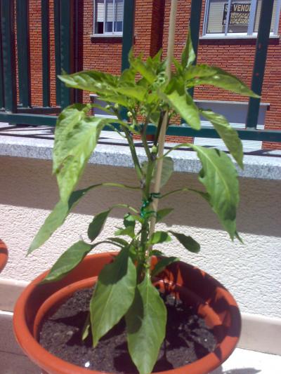 [Foto de planta, jardin, jardineria]
