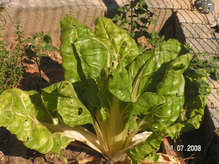 [Foto de planta, jardin, jardineria]