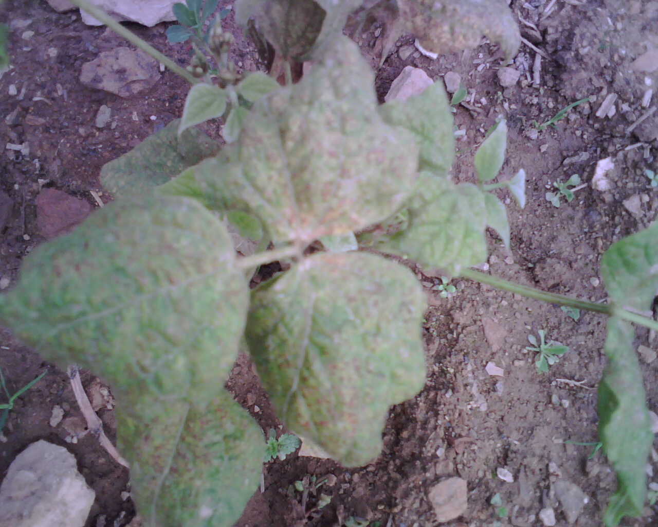 [Foto de planta, jardin, jardineria]