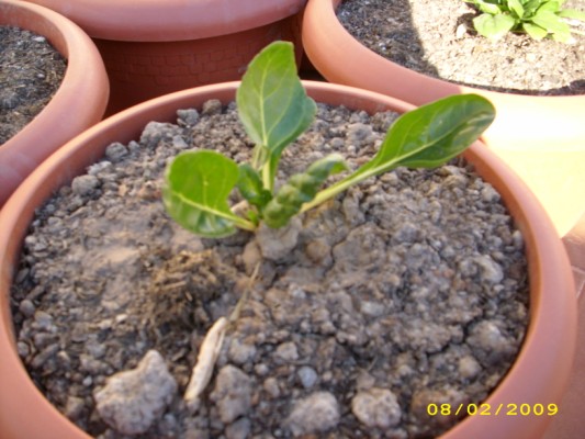 [Foto de planta, jardin, jardineria]