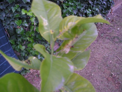 [Foto de planta, jardin, jardineria]