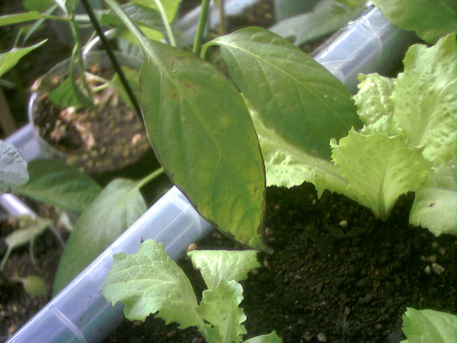 [Foto de planta, jardin, jardineria]