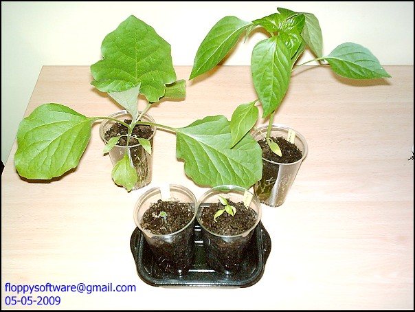 [Foto de planta, jardin, jardineria]