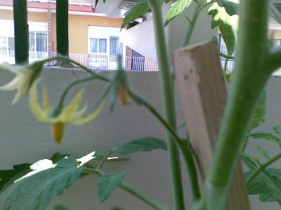[Foto de planta, jardin, jardineria]