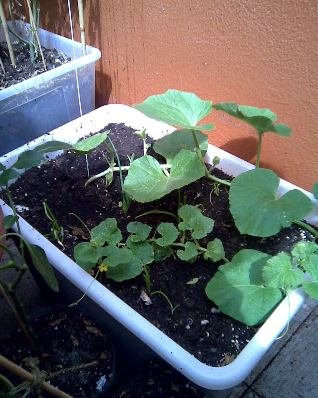 [Foto de planta, jardin, jardineria]