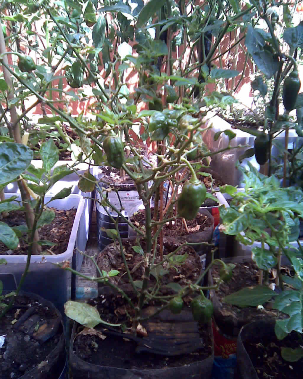 [Foto de planta, jardin, jardineria]