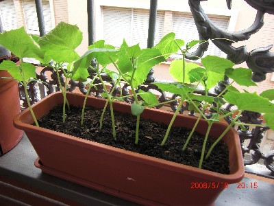 [Foto de planta, jardin, jardineria]