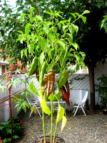 [Foto de planta, jardin, jardineria]