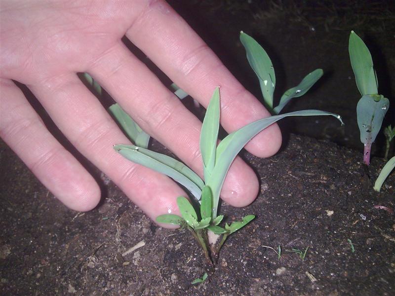 [Foto de planta, jardin, jardineria]