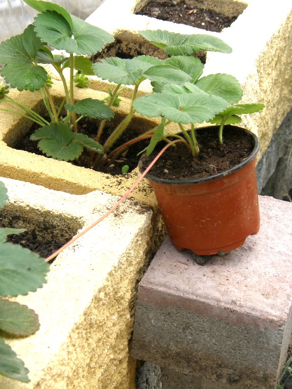 [Foto de planta, jardin, jardineria]