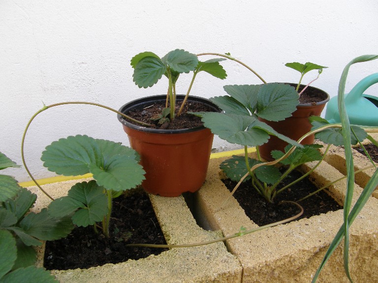 [Foto de planta, jardin, jardineria]