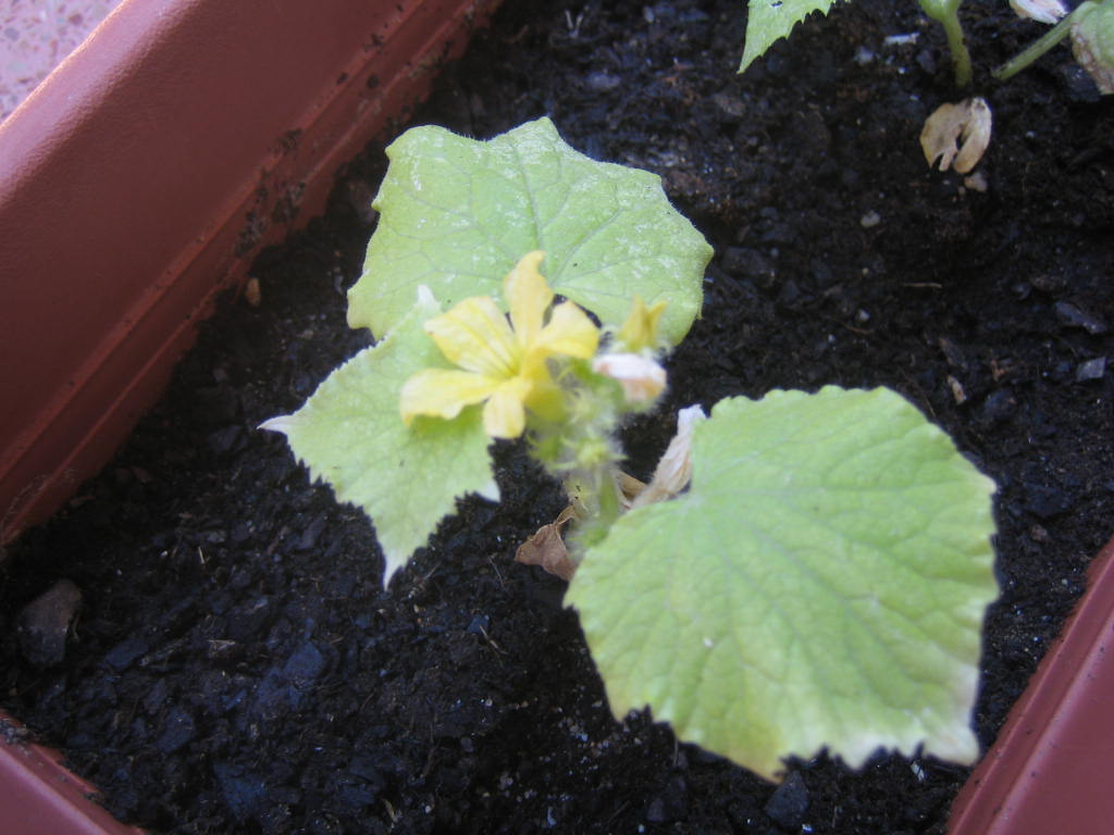 [Foto de planta, jardin, jardineria]