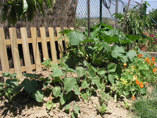 [Foto de planta, jardin, jardineria]