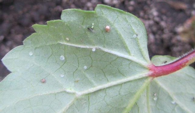 [Foto de planta, jardin, jardineria]