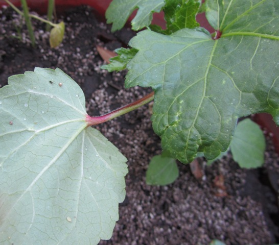 [Foto de planta, jardin, jardineria]