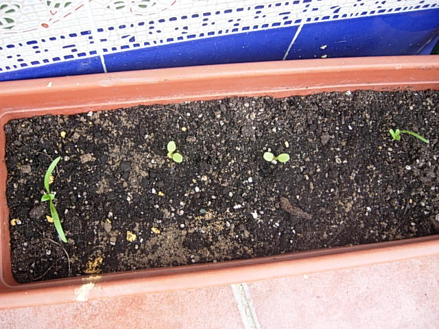 [Foto de planta, jardin, jardineria]