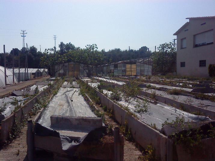 [Foto de planta, jardin, jardineria]