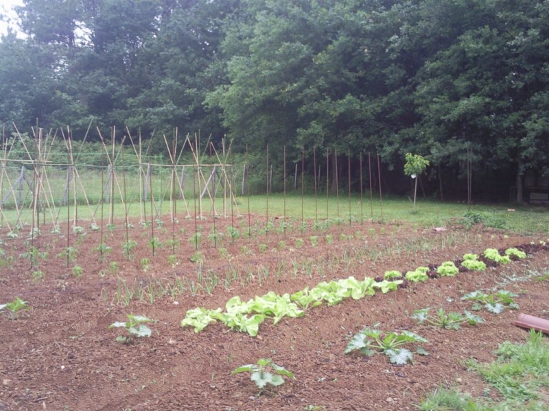 [Foto de planta, jardin, jardineria]