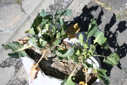 [Foto de planta, jardin, jardineria]