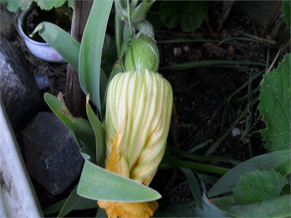 [Foto de planta, jardin, jardineria]