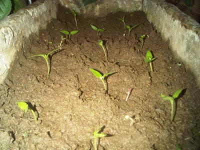 [Foto de planta, jardin, jardineria]