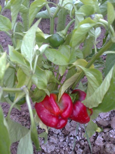 [Foto de planta, jardin, jardineria]