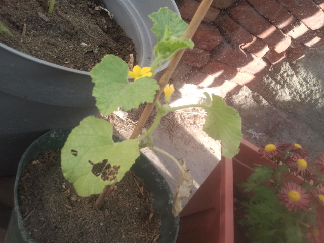 [Foto de planta, jardin, jardineria]