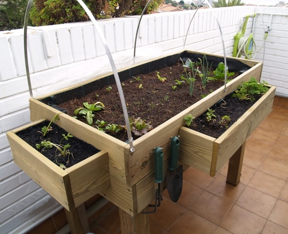 [Foto de planta, jardin, jardineria]