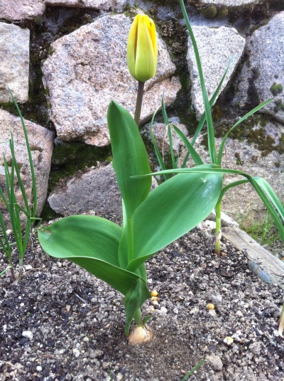 [Foto de planta, jardin, jardineria]