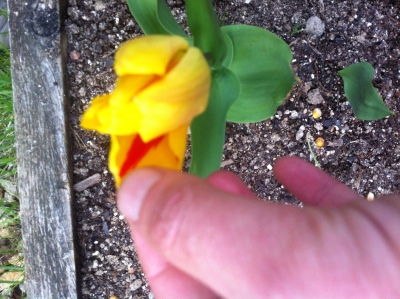 [Foto de planta, jardin, jardineria]