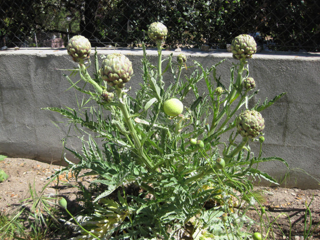 [Foto de planta, jardin, jardineria]