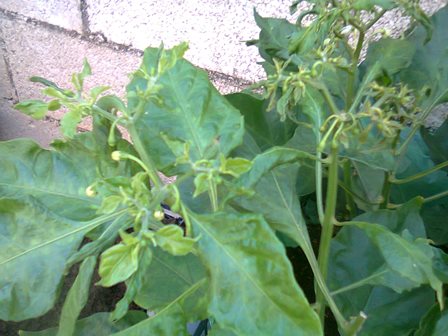 [Foto de planta, jardin, jardineria]