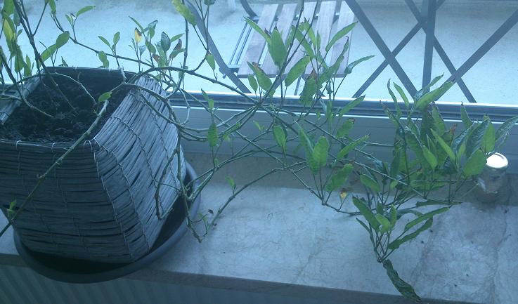 [Foto de planta, jardin, jardineria]