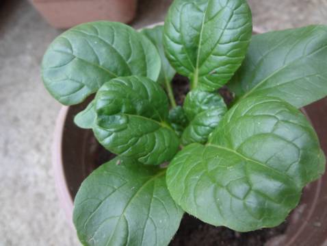[Foto de planta, jardin, jardineria]