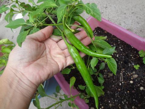 [Foto de planta, jardin, jardineria]
