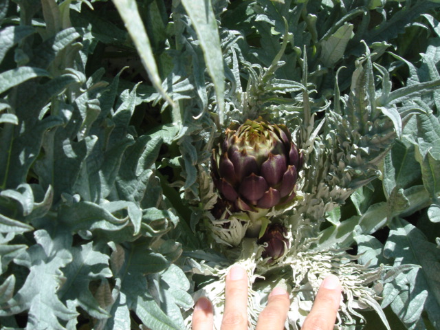 [Foto de planta, jardin, jardineria]