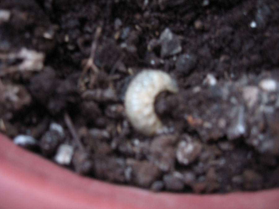 [Foto de planta, jardin, jardineria]